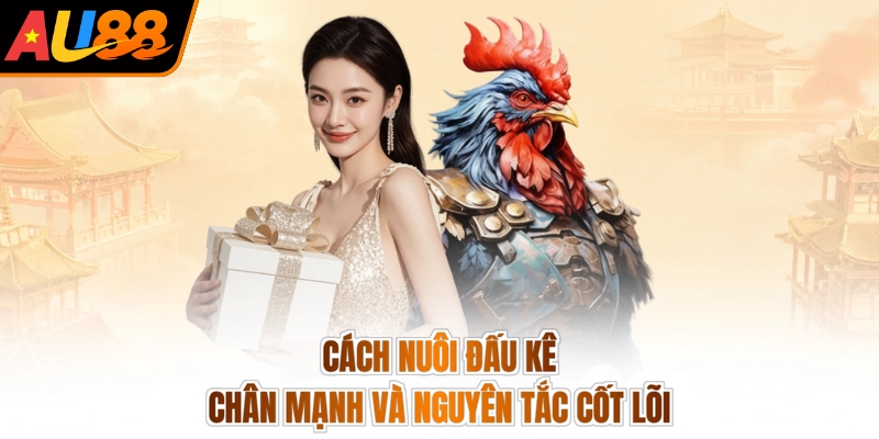 Cách nuôi đấu kê chân mạnh và nguyên tắc cốt lõi