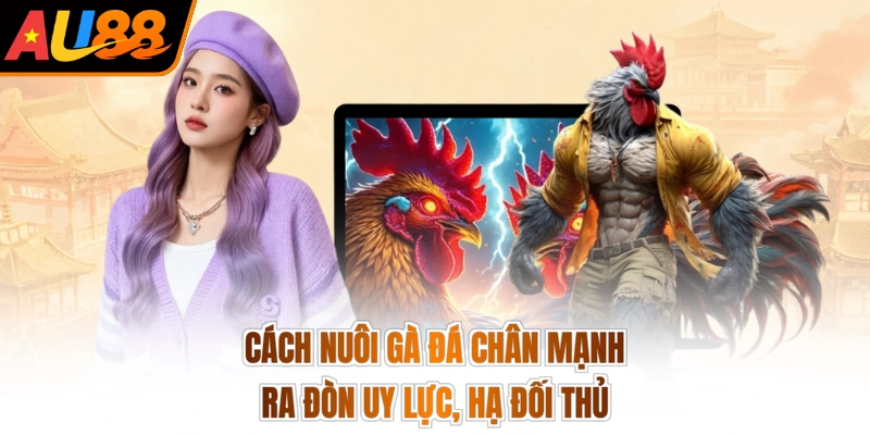 Cách Nuôi Gà Đá Chân Mạnh - Ra Đòn Uy Lực, Hạ Đối Thủ