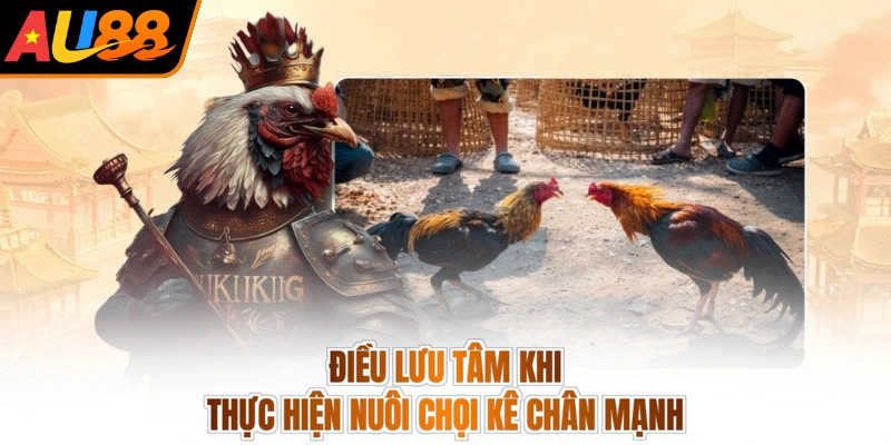 Điều lưu tâm khi thực hiện nuôi chọi kê chân mạnh