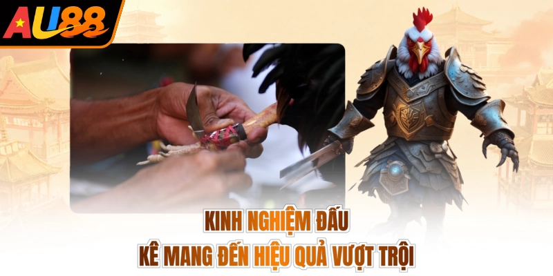 Kinh nghiệm đấu kê mang đến hiệu quả vượt trội