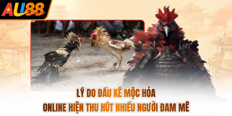 Lý do đấu kê mộc hỏa online hiện thu hút nhiều người đam mê