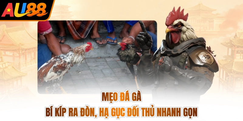 Mẹo Đá Gà - Bí Kíp Ra Đòn, Hạ Gục Đối Thủ Nhanh Gọn