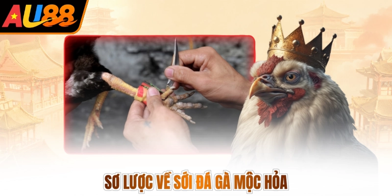 Sơ lược về sới đá gà mộc hỏa